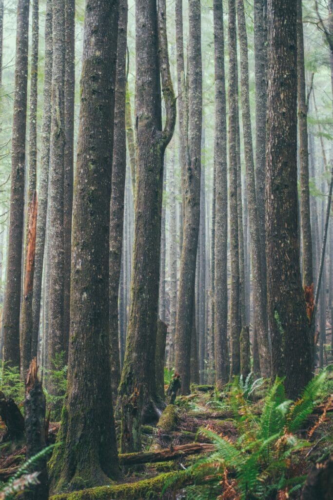Ecola State Park